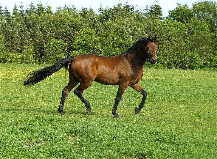 Dansk Varmblod Caprani billede 5