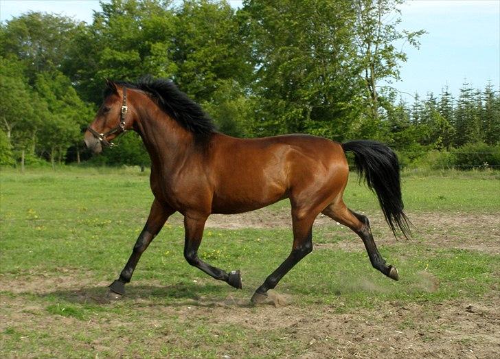 Dansk Varmblod Caprani billede 6