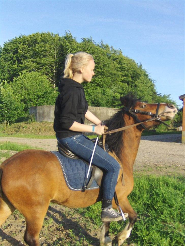 Anden særlig race Basse - Når han vil hjem, er der ikke så meget at gøre(; billede 12