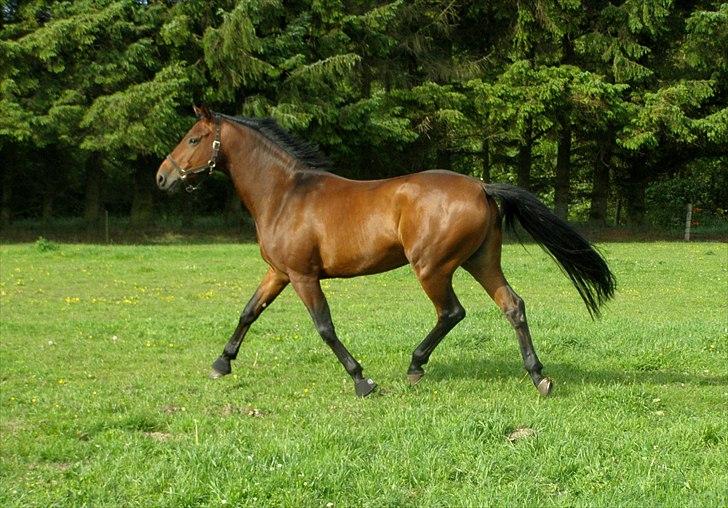 Dansk Varmblod Caprani billede 7