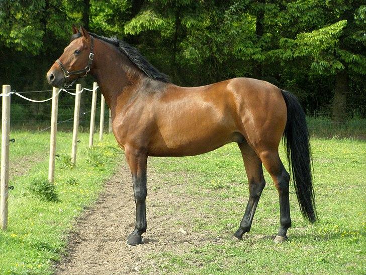 Dansk Varmblod Caprani billede 8