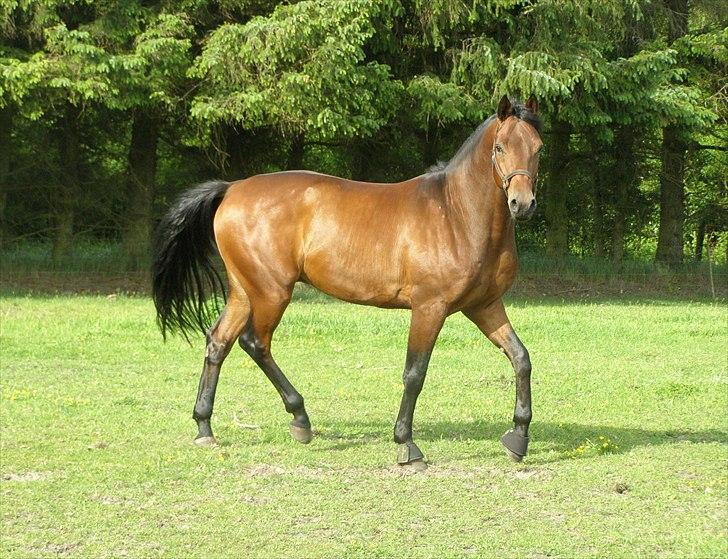 Dansk Varmblod Caprani billede 9