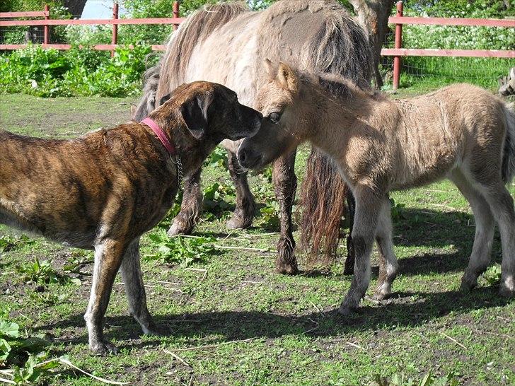 Shetlænder Thorshøjs winni - winni 1 uge gammel billede 2
