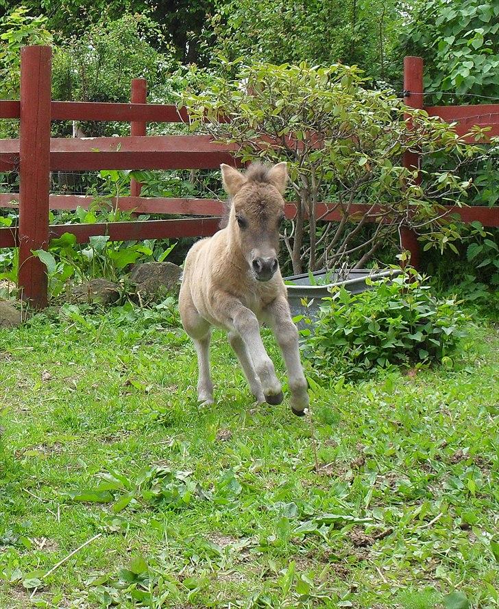 Shetlænder Thorshøjs winni - winni 1 uge gammel billede 1