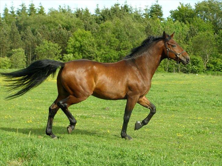Dansk Varmblod Caprani billede 10