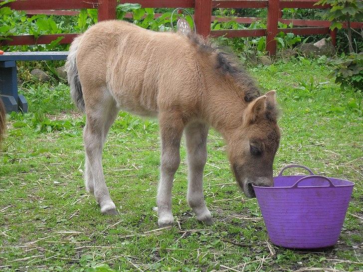 Shetlænder Thorshøjs winni - winni 1 uge gammel billede 3
