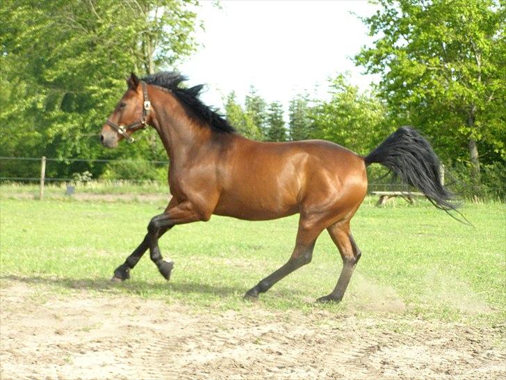 Dansk Varmblod Caprani billede 11