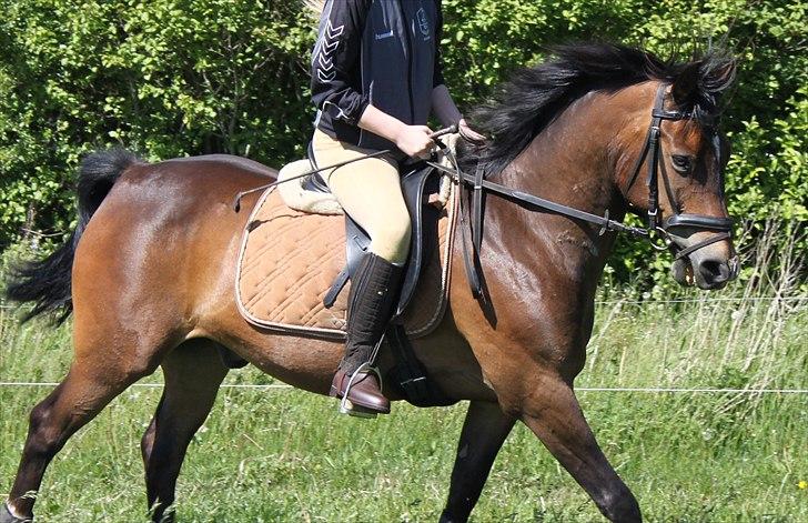 New Forest Charmeur billede 17