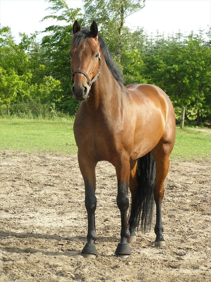 Dansk Varmblod Caprani billede 12