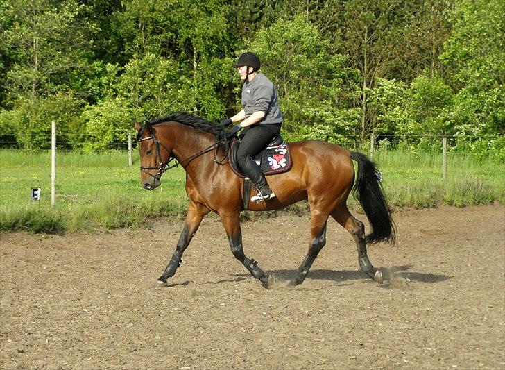 Dansk Varmblod Caprani billede 13