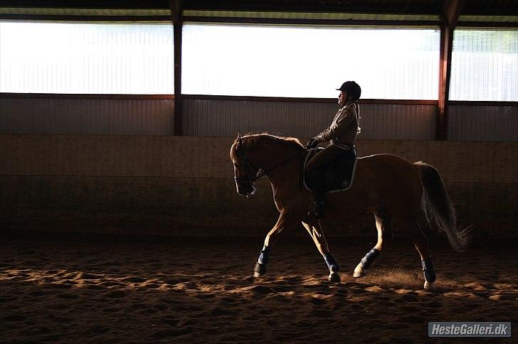 Anden særlig race Egeballes Rafael (Ralle) billede 5