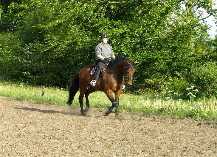 Dansk Varmblod Caprani billede 14