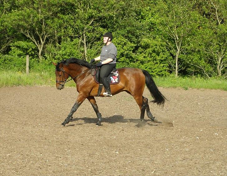 Dansk Varmblod Caprani billede 15