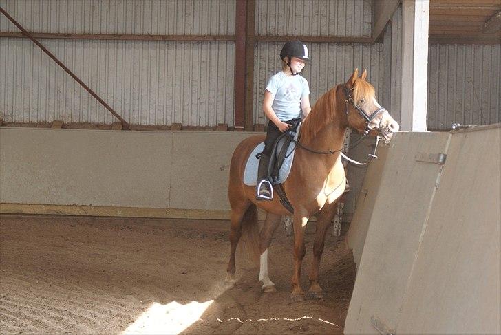 Anden særlig race • Low Länder • RIP 10/8-16 • - 2010 billede 11