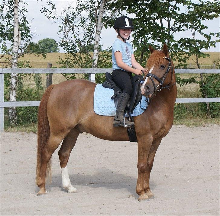 Anden særlig race • Low Länder • RIP 10/8-16 • - Opstiningsbillede. 2010 billede 12