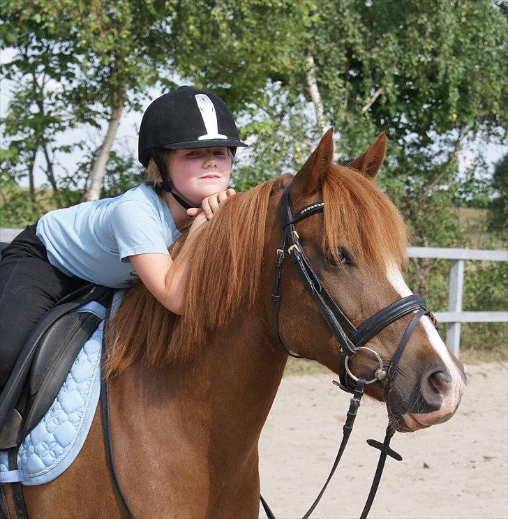 Anden særlig race • Low Länder • RIP 10/8-16 • - Krammepony. 2010 billede 13