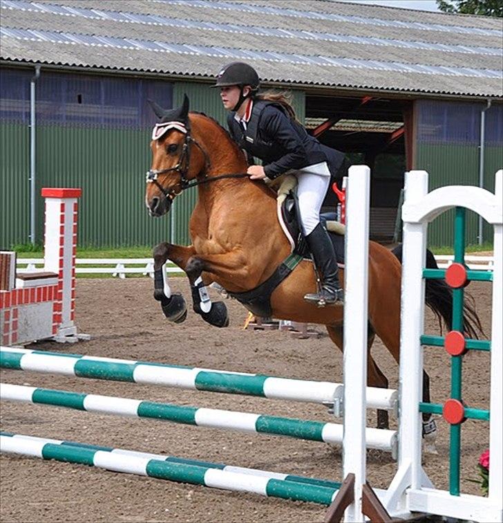 Hollandsk Sportspony Aurora Monique <3 - Mumu til spring stævne :) Billede: Emma Culmsee billede 18