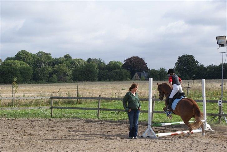 Anden særlig race • Low Länder • RIP 10/8-16 • - 2010 billede 10