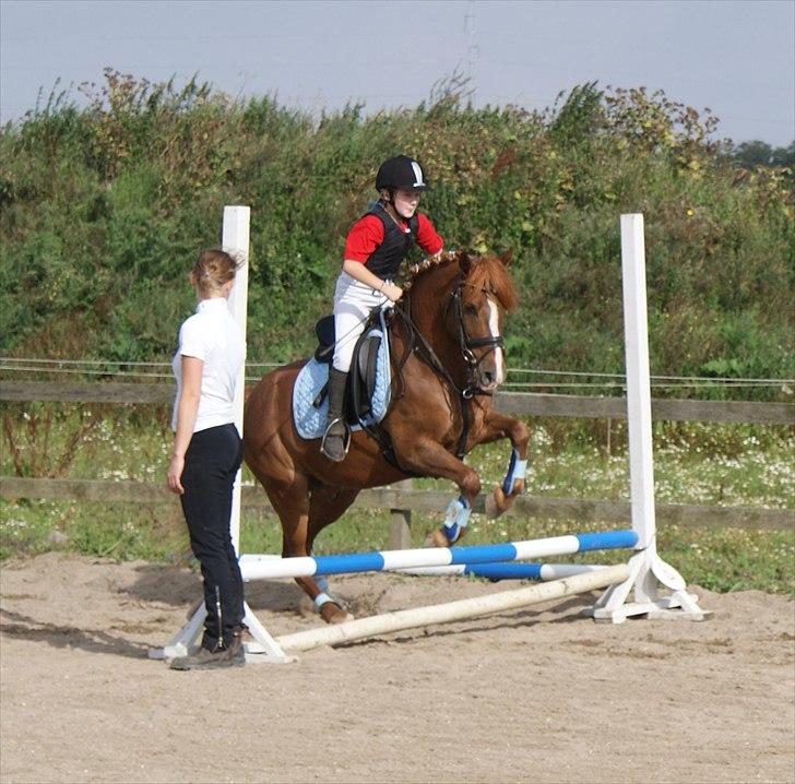 Anden særlig race • Low Länder • RIP 10/8-16 • - 2010 billede 9