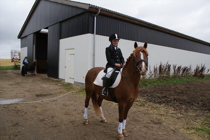 Anden særlig race • Low Länder • RIP 10/8-16 • - 2010 billede 6