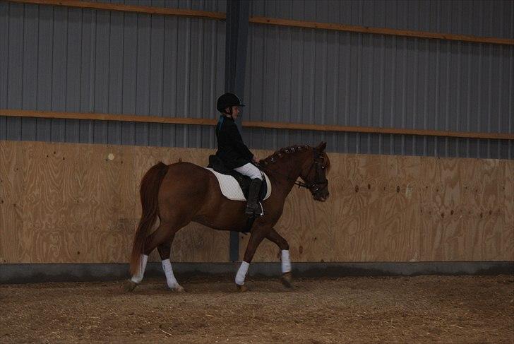 Anden særlig race • Low Länder • RIP 10/8-16 • - 2010 billede 7