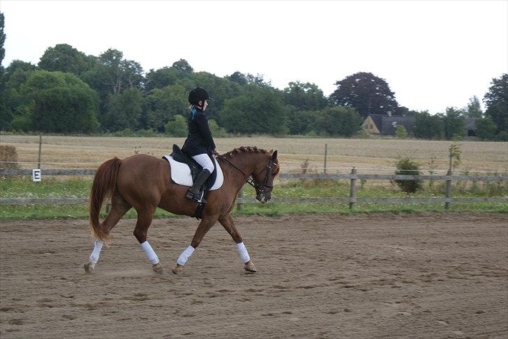 Anden særlig race • Low Länder • RIP 10/8-16 • - Første stævne. 2010 billede 5