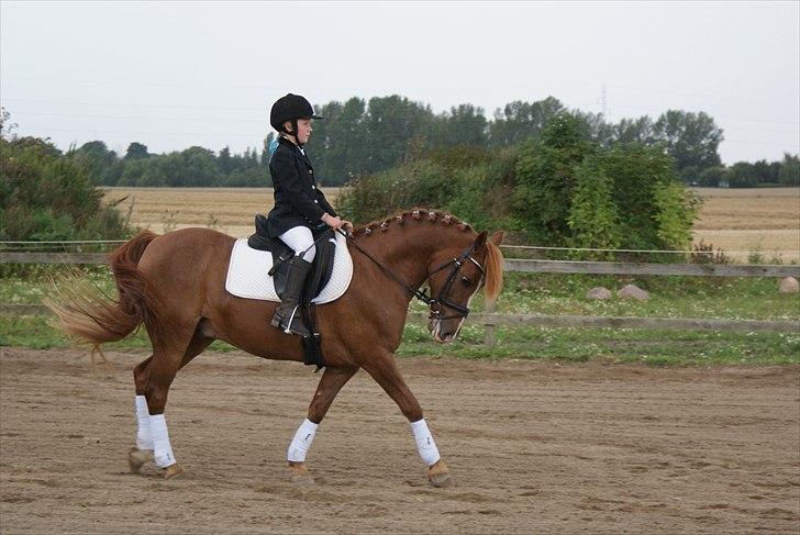 Anden særlig race • Low Länder • RIP 10/8-16 • - 2010 billede 8