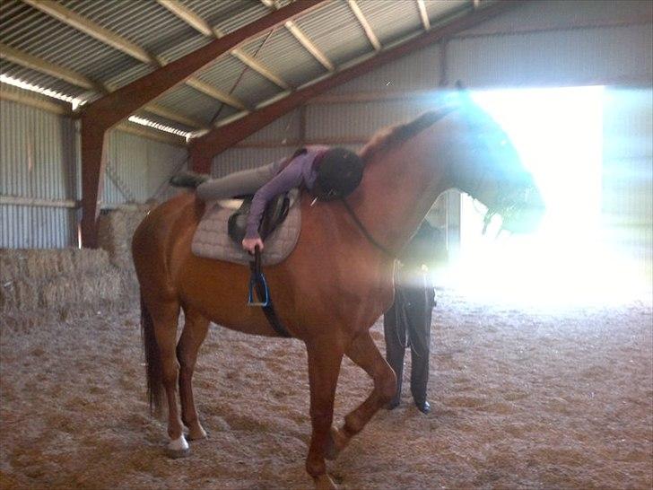 Dansk Varmblod Bækgårdens Amazing SOLGT - Yes, endelig lykkedes det at komme op på Amazing billede 17