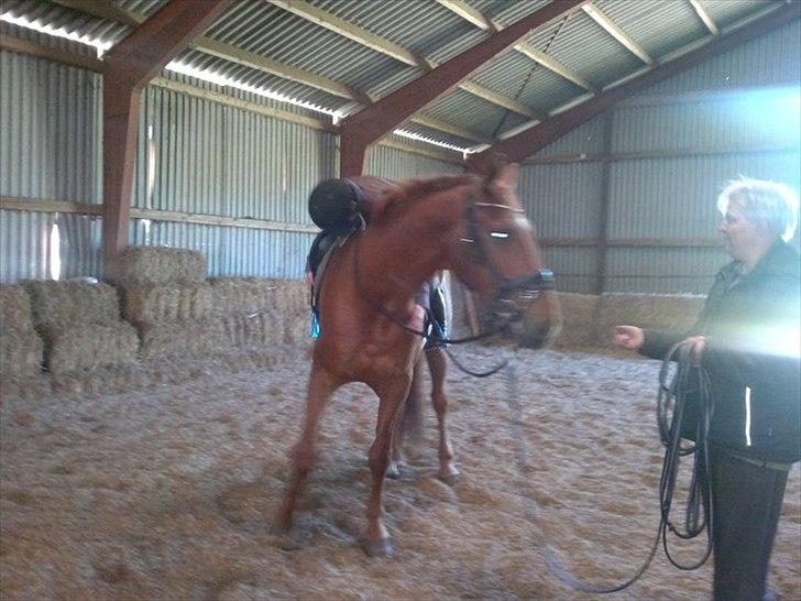 Dansk Varmblod Bækgårdens Amazing SOLGT billede 18