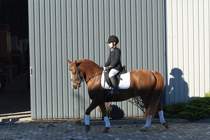 Anden særlig race • Low Länder • RIP 10/8-16 • - Velkommen til Low Länder's profil. Vi er til stævne på Hashøj rideklub 2010 billede 1