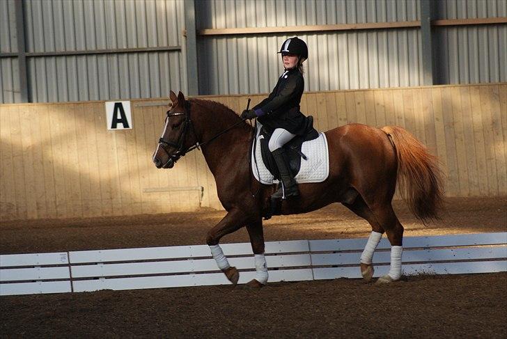 Anden særlig race • Low Länder • RIP 10/8-16 • - 2010 billede 2