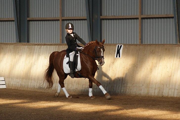 Anden særlig race • Low Länder • RIP 10/8-16 • - 2010 billede 3