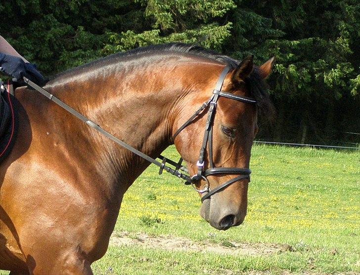 Dansk Varmblod Caprani billede 16