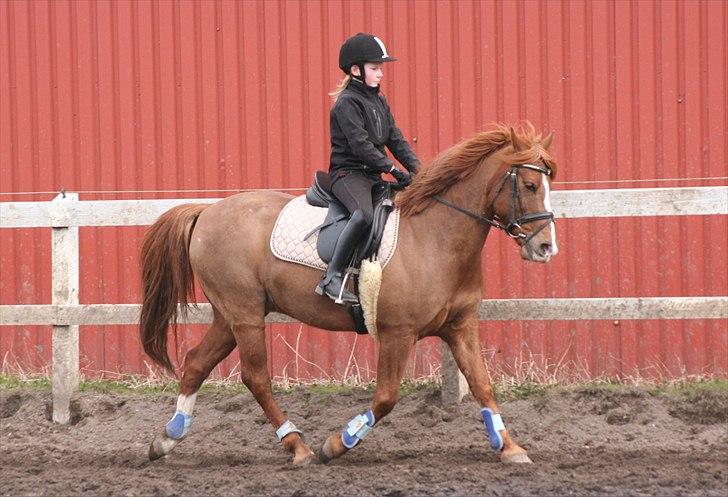 Anden særlig race • Low Länder • RIP 10/8-16 • - 2011 billede 14