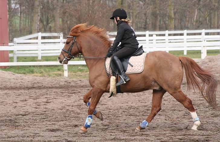 Anden særlig race • Low Länder • RIP 10/8-16 • - 2011 billede 15