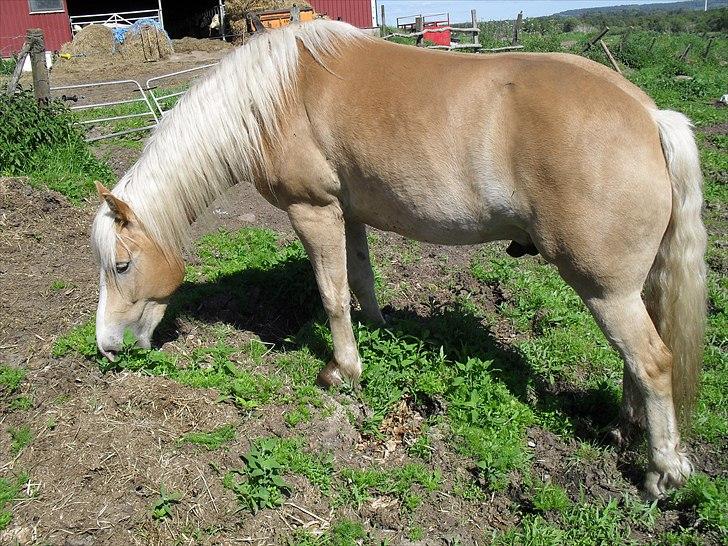 Haflinger Aros Aurel billede 1