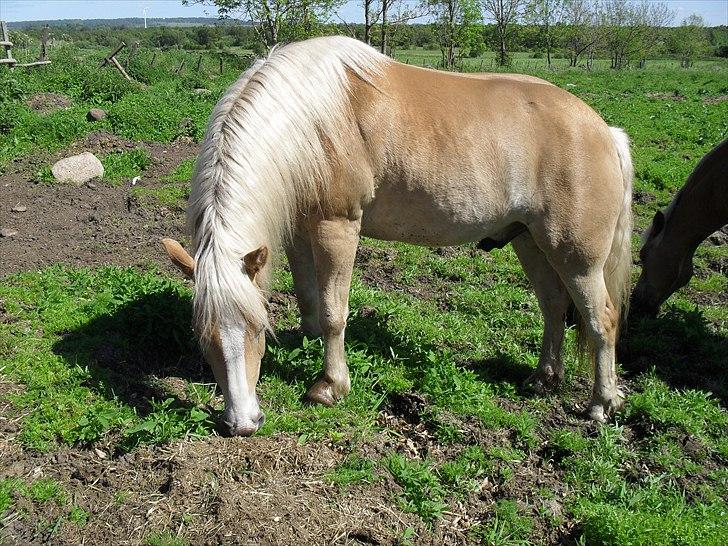 Haflinger Aros Aurel billede 2