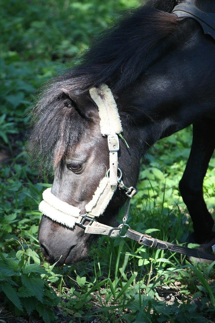 Shetlænder | kærholms  Fie «3  - Fie sommeren 2011 <3 billede 1