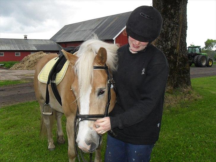 Haflinger Aros Aurel billede 3