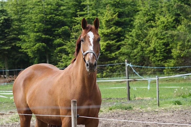 Palomino Østrupgårds Cantana billede 10