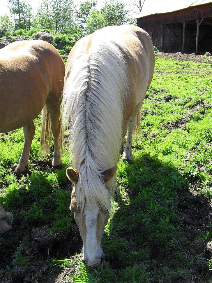 Haflinger Aros Aurel billede 4