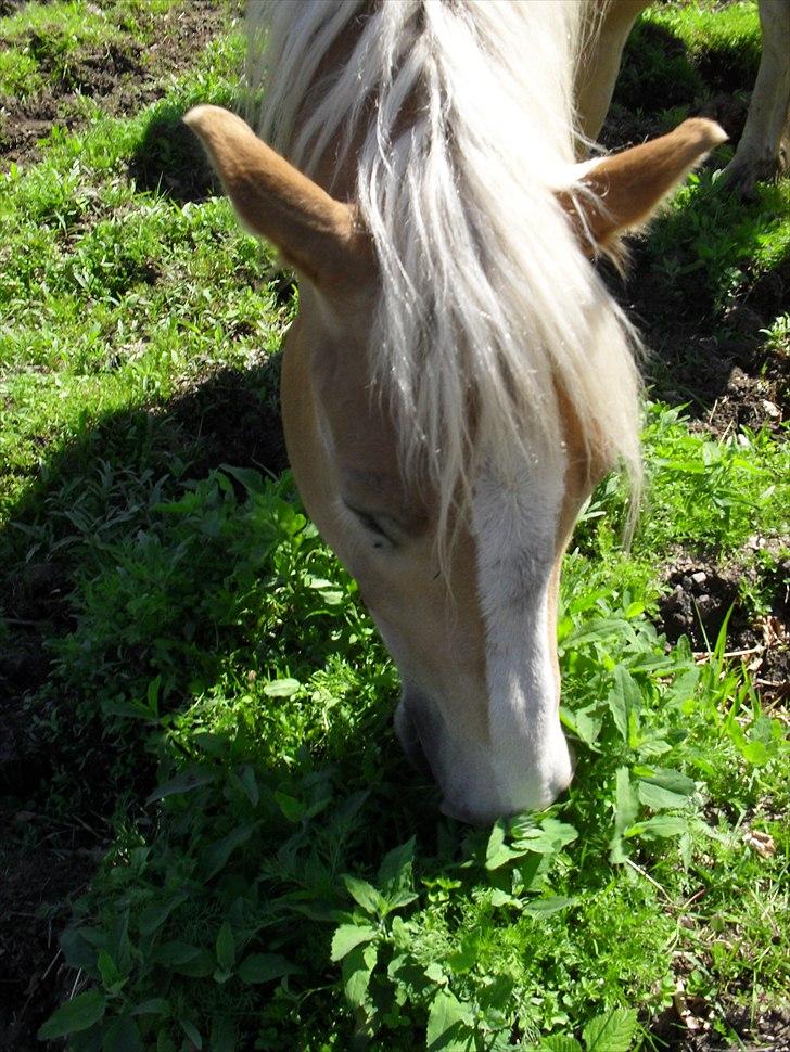 Haflinger Aros Aurel billede 5
