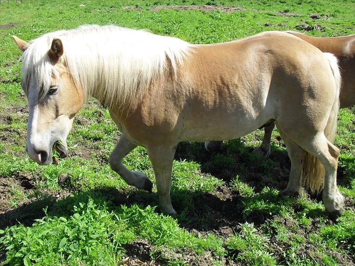 Haflinger Aros Aurel billede 6