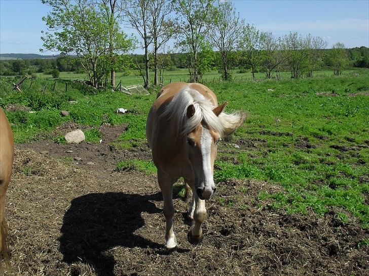 Haflinger Aros Aurel billede 7