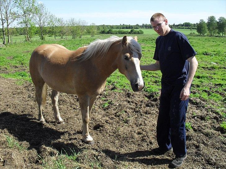 Haflinger Aros Aurel billede 8