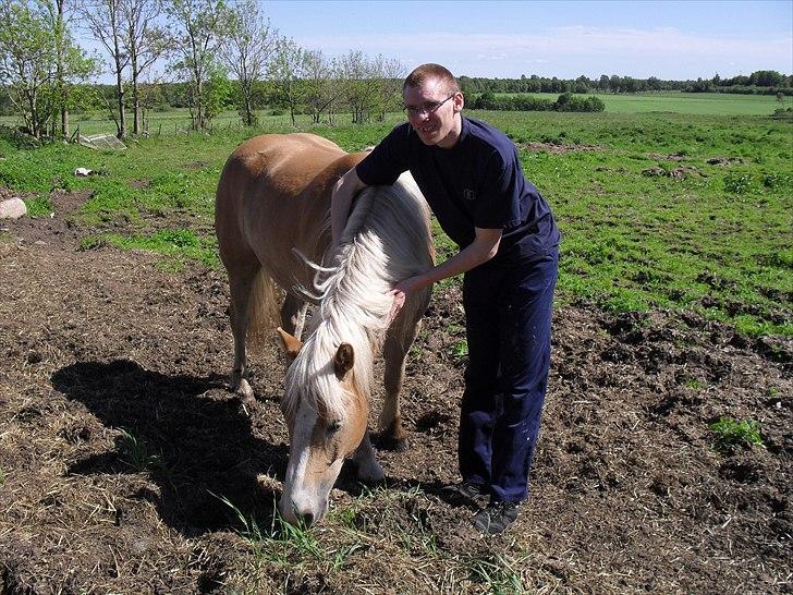 Haflinger Aros Aurel billede 9