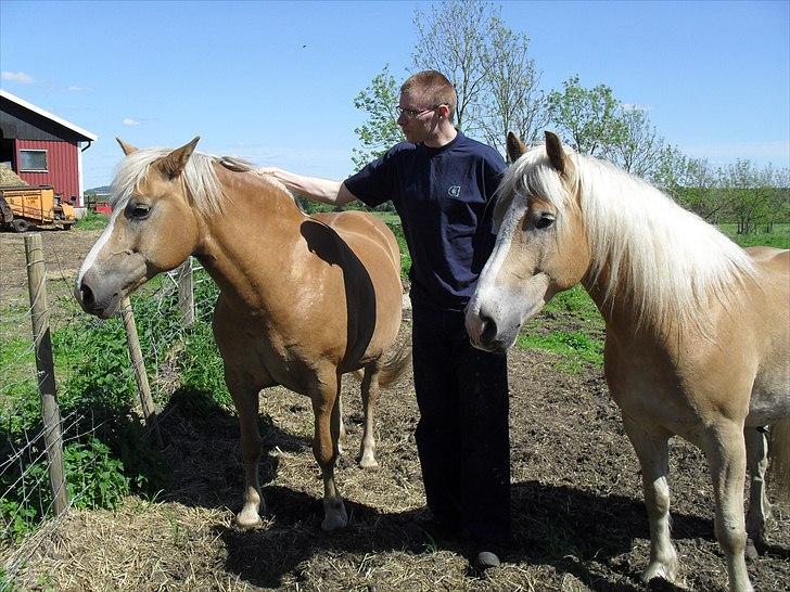 Haflinger Aros Aurel billede 10