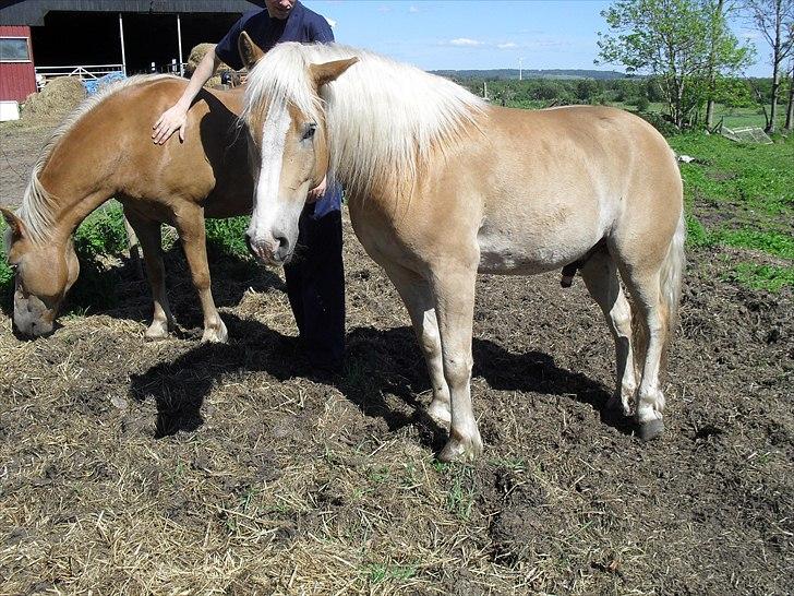 Haflinger Aros Aurel billede 11