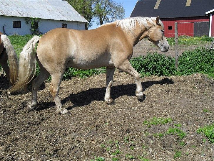 Haflinger Aros Aurel billede 12