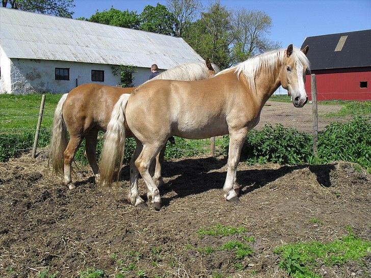Haflinger Aros Aurel billede 13